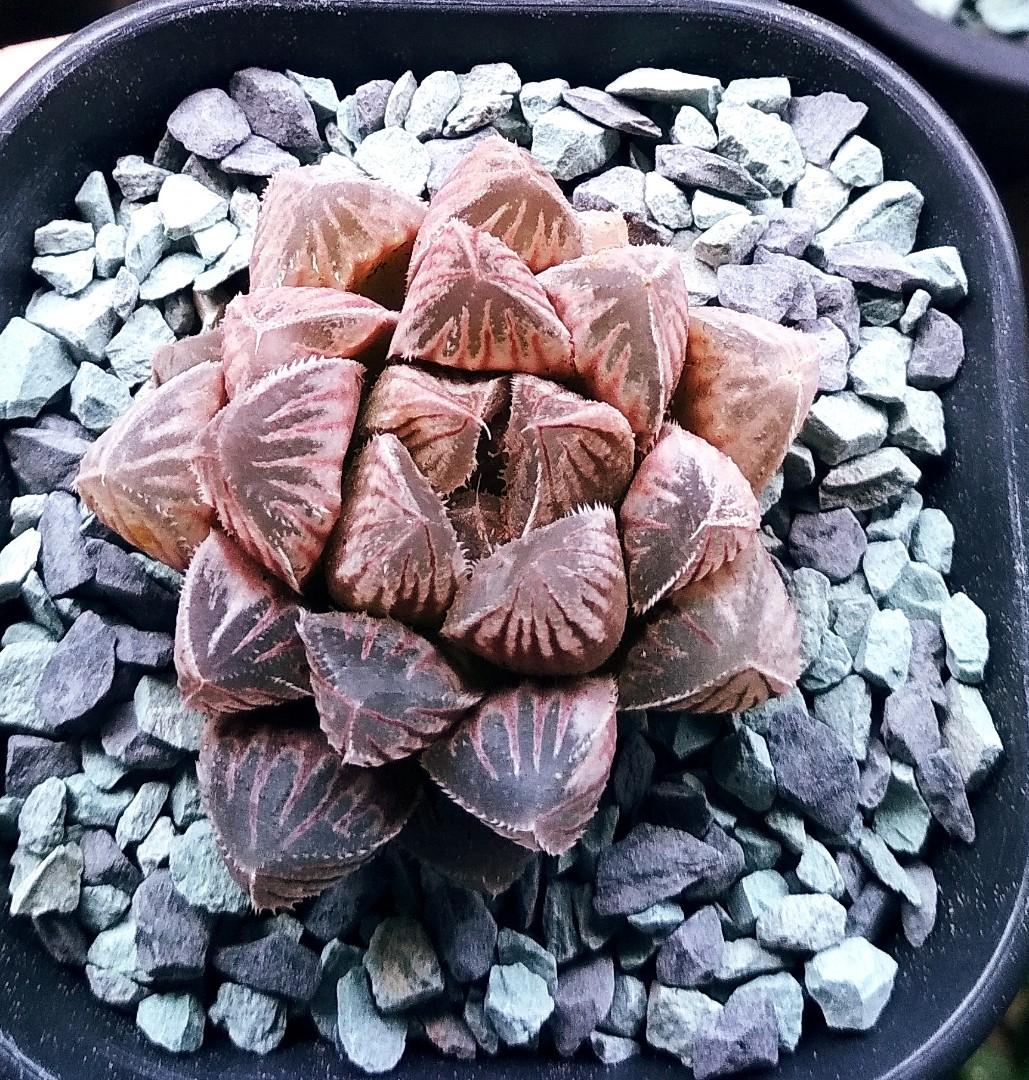 Haworthia Obtusa Red Rocks Special Pink Mutation 5cm Gardening Plants On Carousell