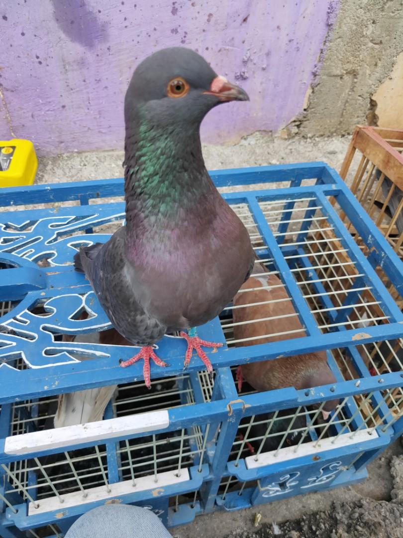 Burung Merpati Kolongan Looking For On Carousell