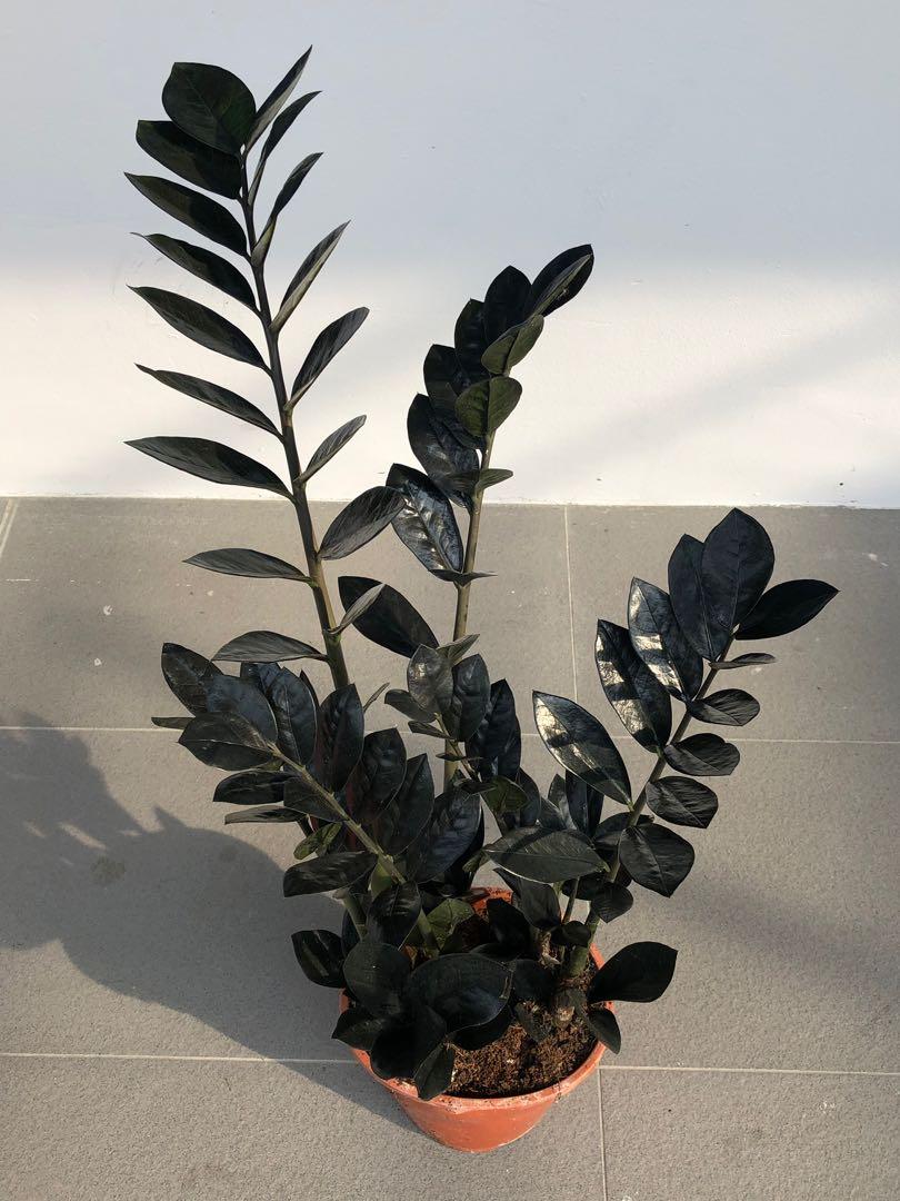 Bushy Zz Raven Furniture Home Living Gardening Plants Seeds On Carousell Bushy Zz Raven Furniture Home Living Gardening Plants Seeds On Carousell