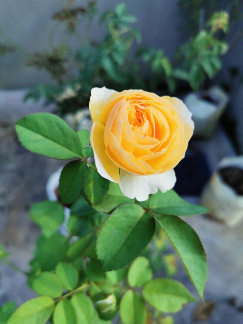 Juliet rose plant, Furniture & Home Living, Gardening, Plants & Seeds on  Carousell