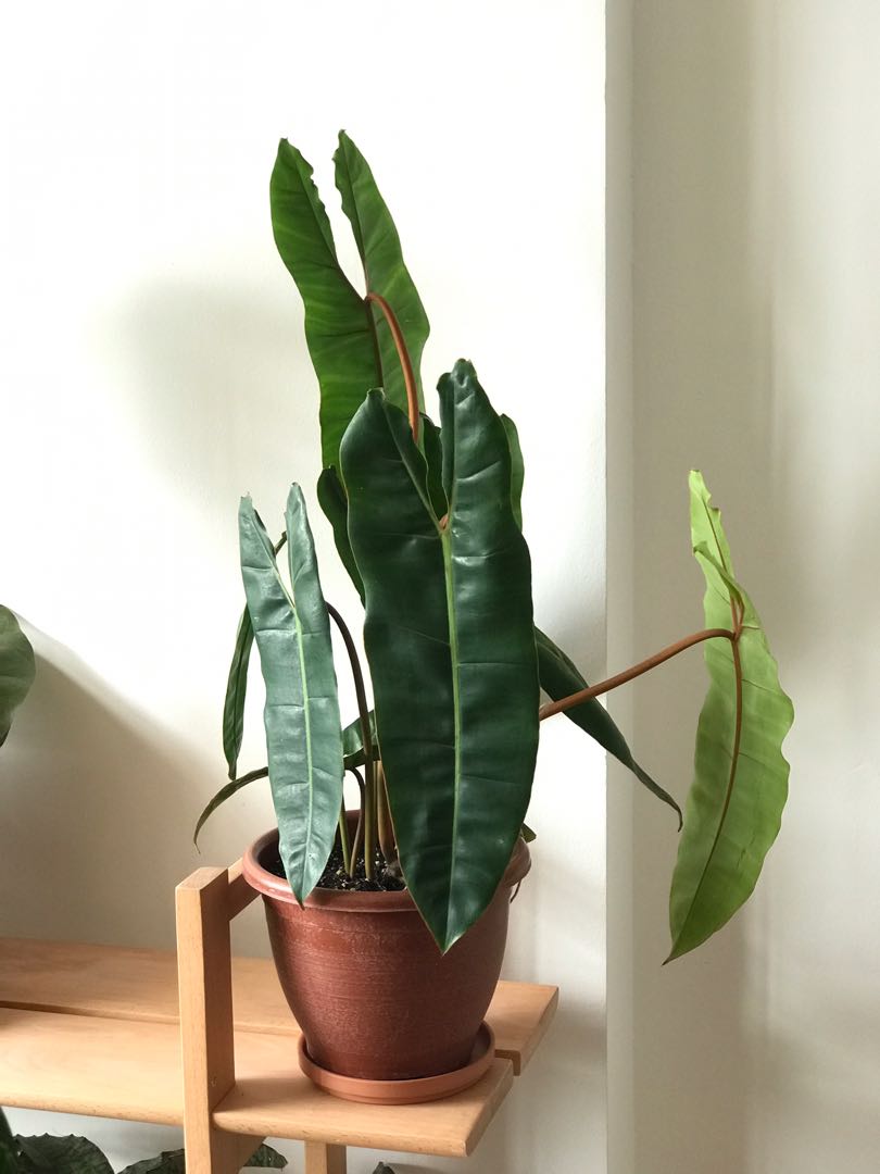 Philodendron Billietiae Gardening Plants On Carousell