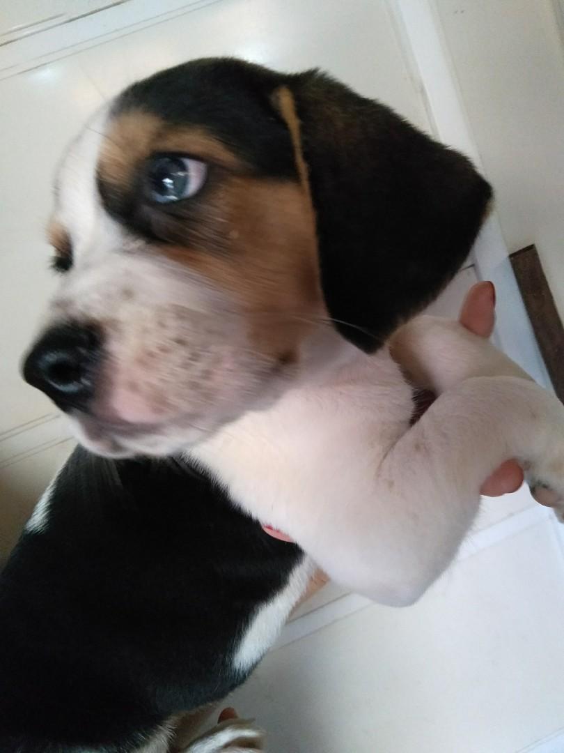 Anak Anjing Beagle On Carousell