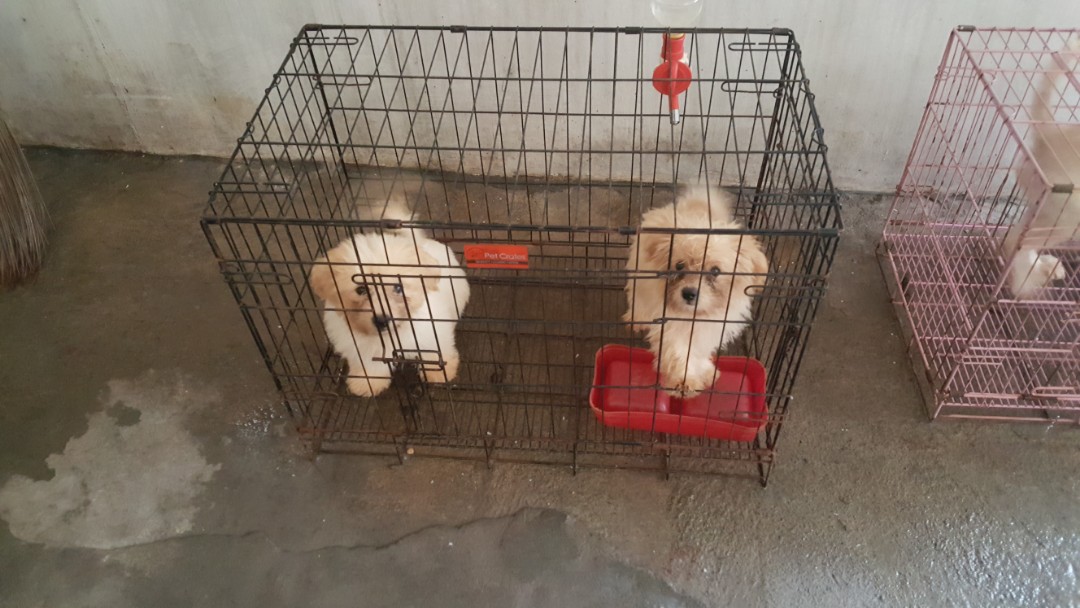 Shih tzu 2024 crate