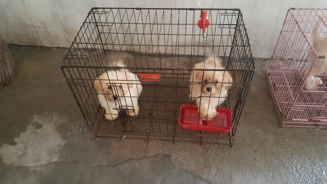 Shih Tzu x Poodle mixed Pet Supplies Homes Other Pet Accessories on Carousell