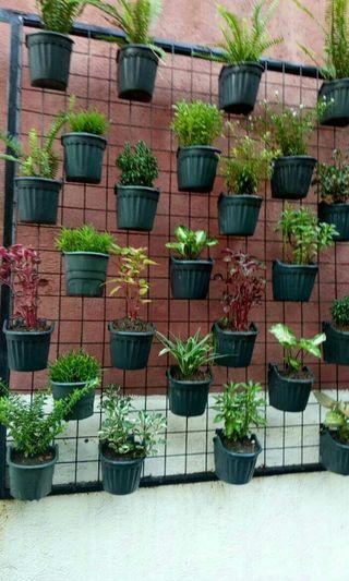 Assorted plants in pots 50 each Sale
