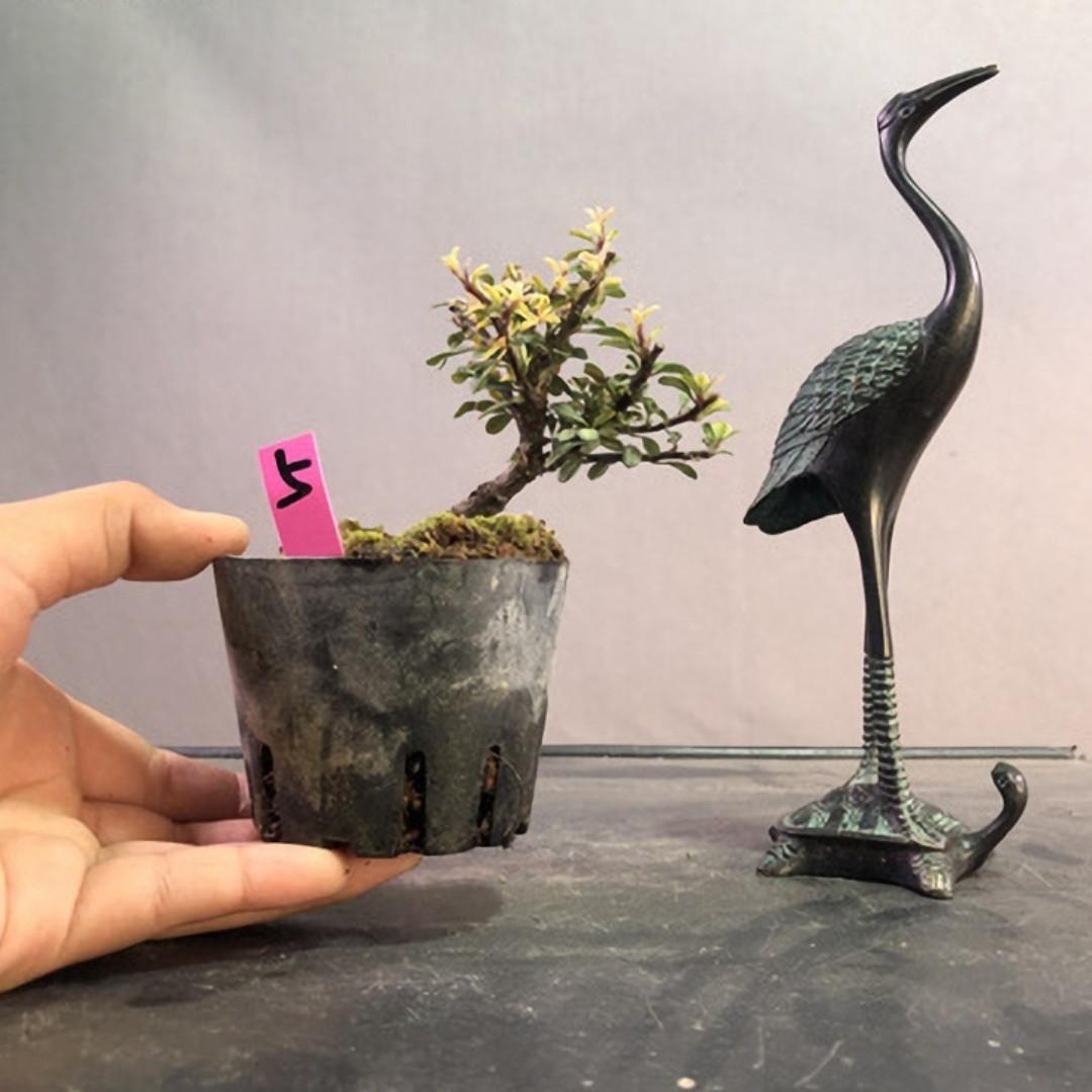 代訂日本紅紫檀豆盆八房性小葉 傢俬 家居 園藝 植物及種子 Carousell