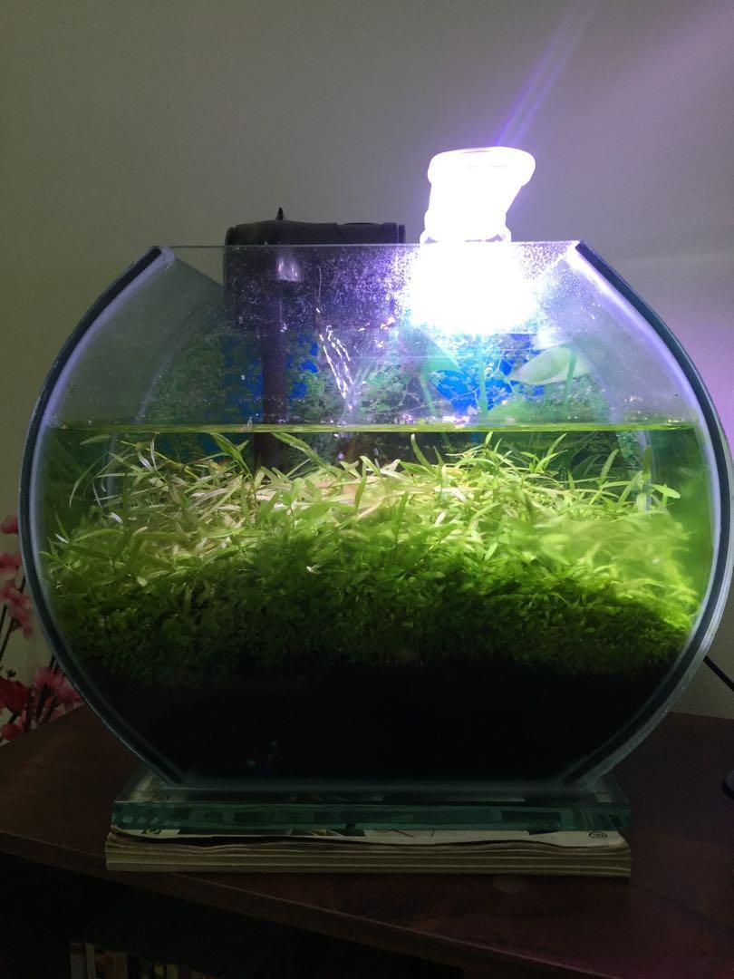 Aquascape Mini Tank Aquarium On Carousell