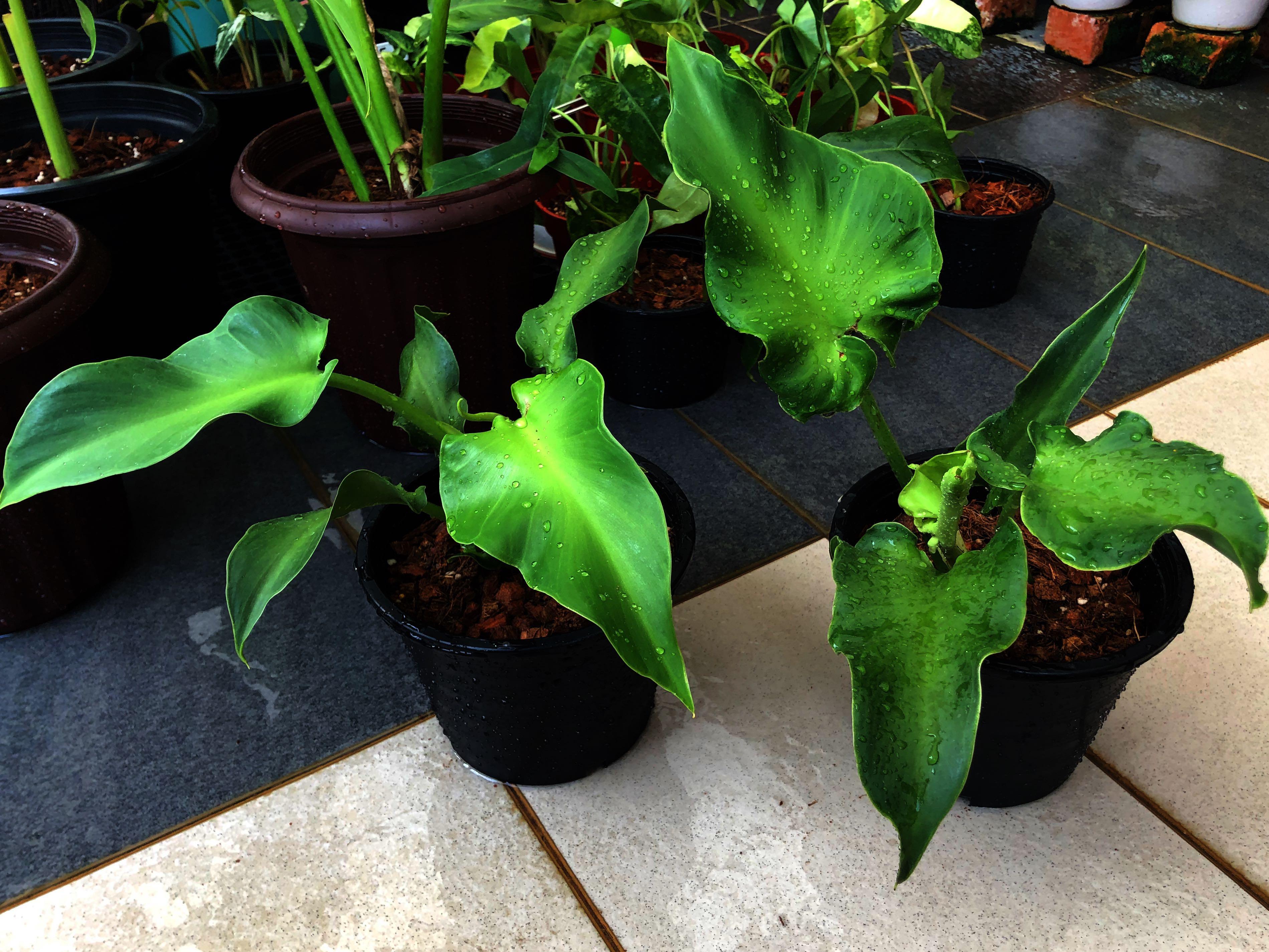 Philodendron Rugosum (Abbarant form@Pig Skin), Furniture & Home Living