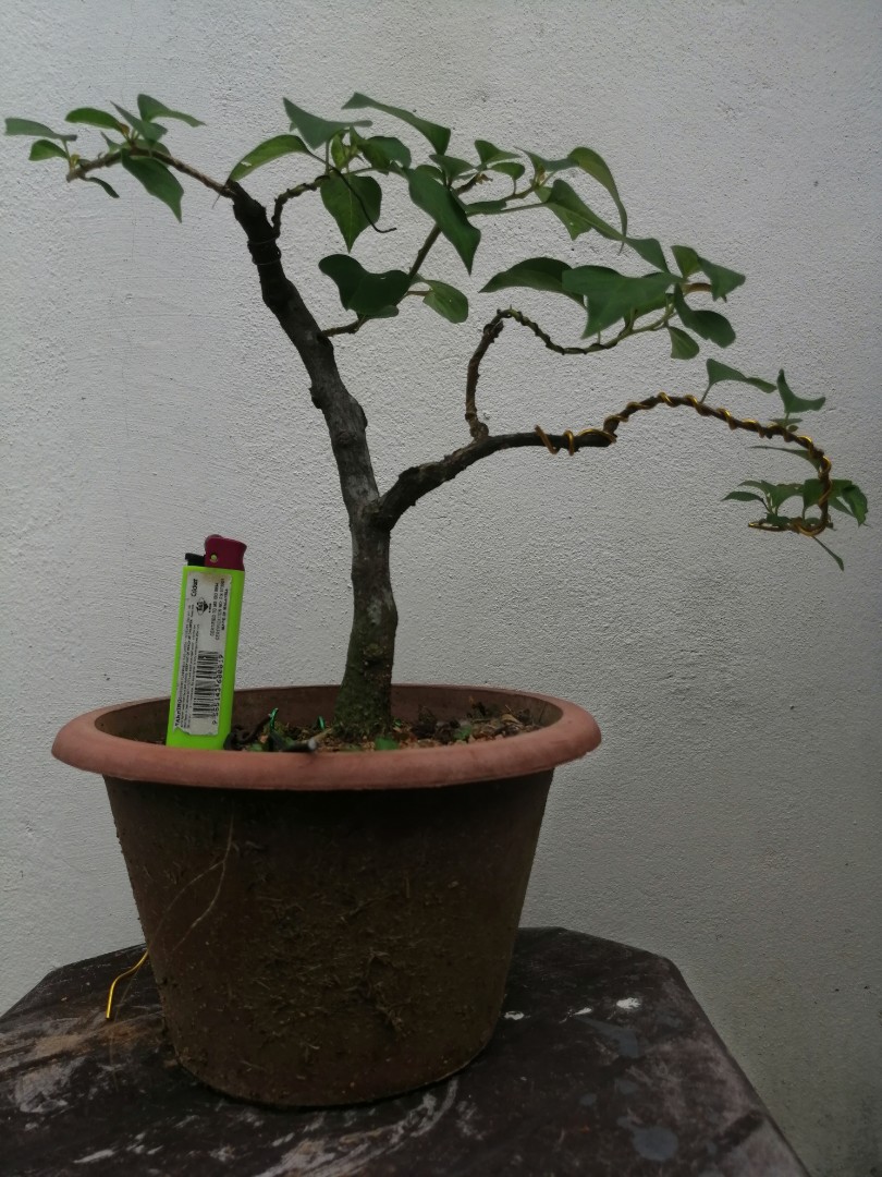 Bonsai Bunga Kertas Mini Home Furniture Gardening On Carousell