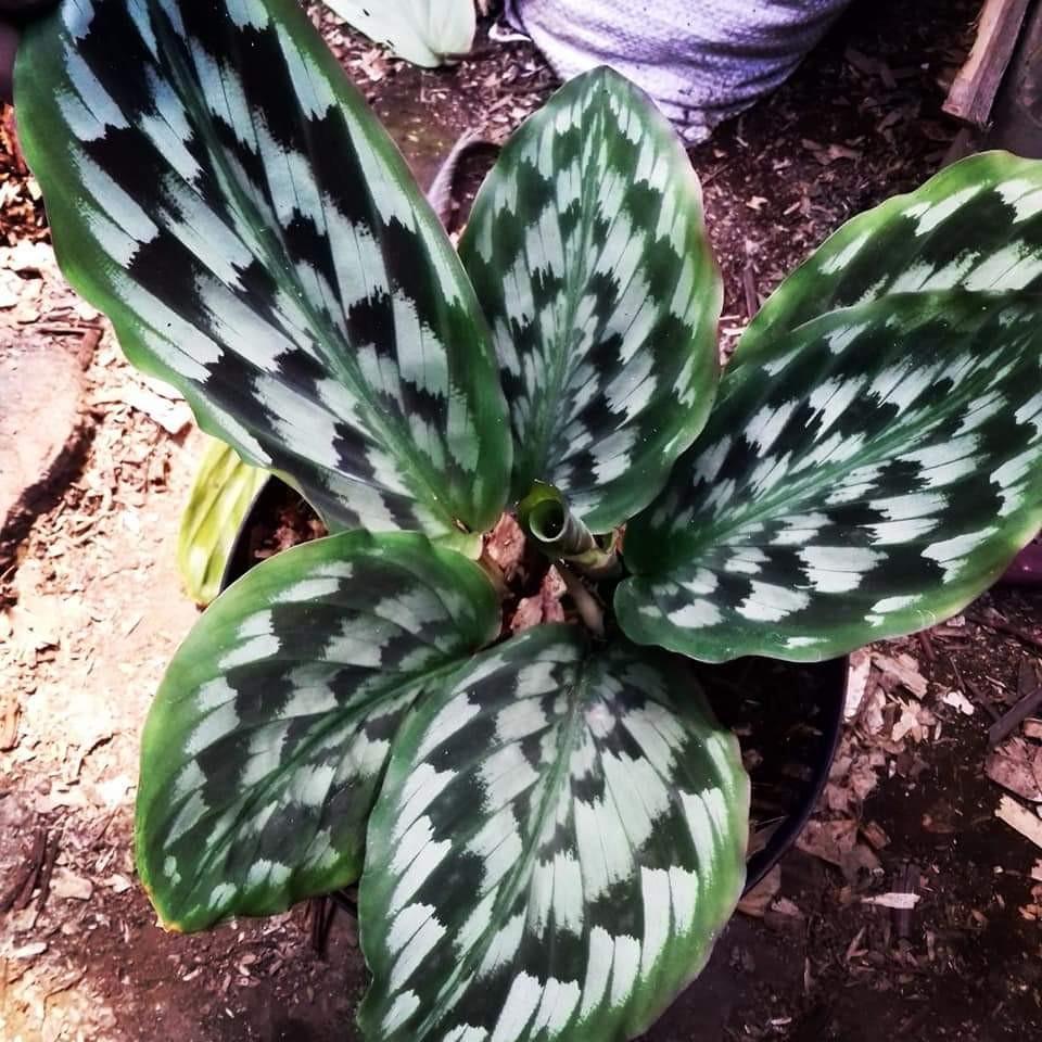Calathea Peacock (ardi), Gardening, Plants on Carousell