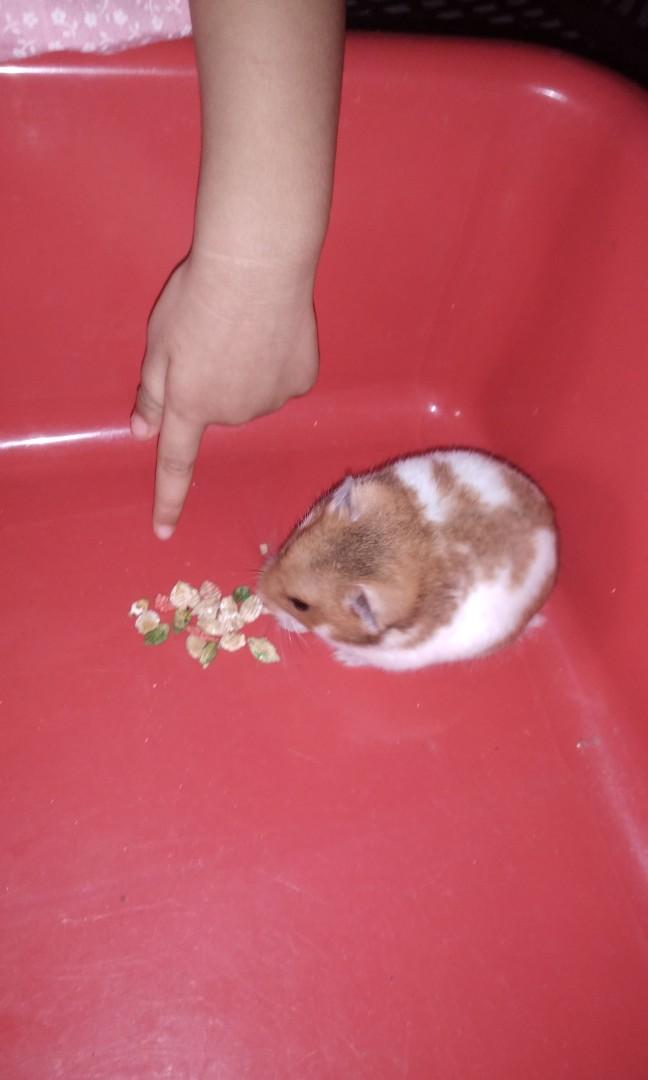 Hamster Utk Dijual Pet Supplies Pet Accessories On Carousell