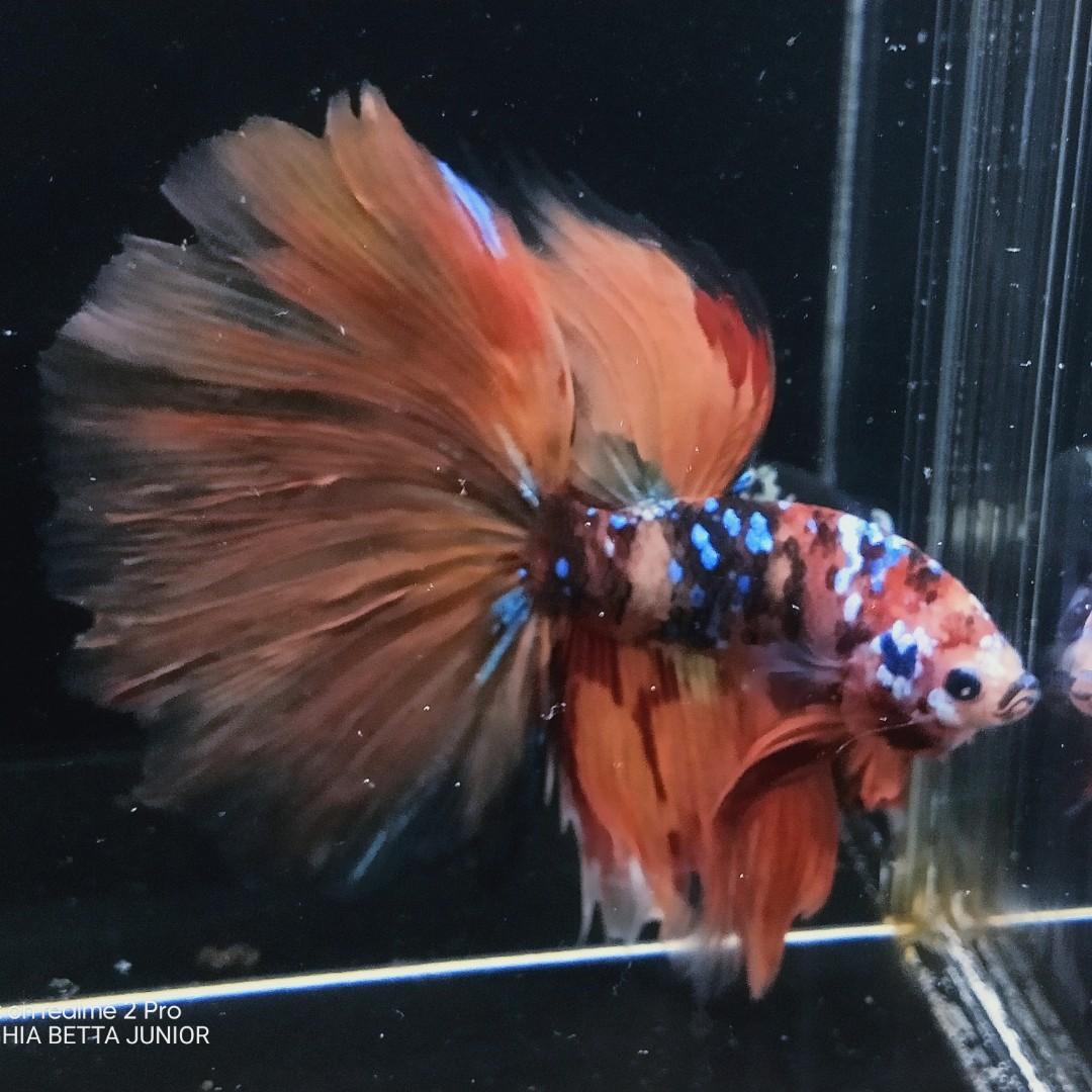 Ikan Cupang Halfmoon Nemo Galaxy Perlengkapan Hewan Makanan Hewan Di Carousell