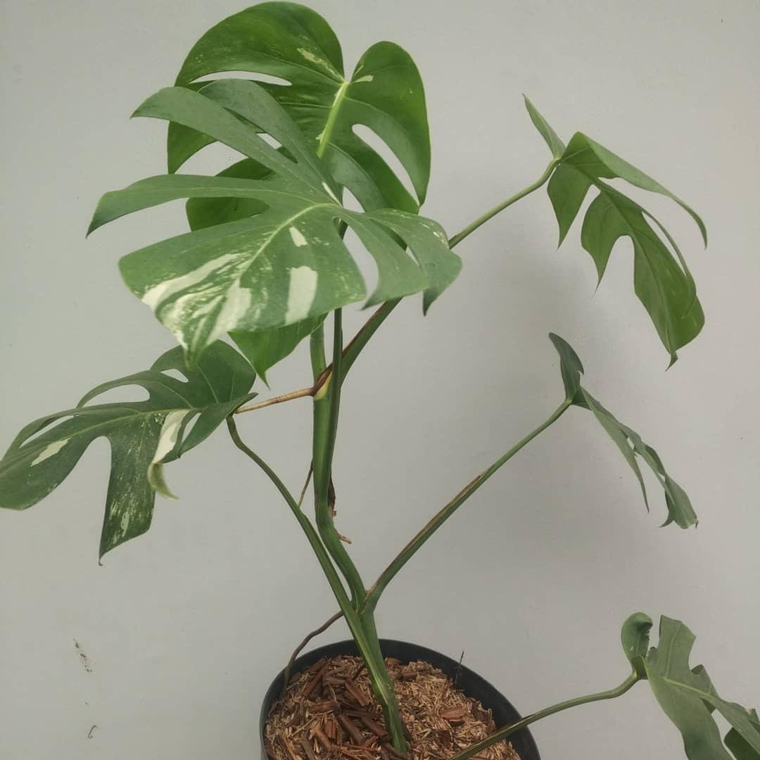 Wallpaper Monstera Albo Borsigiana Variegata Gardening On Carousell For Android Free