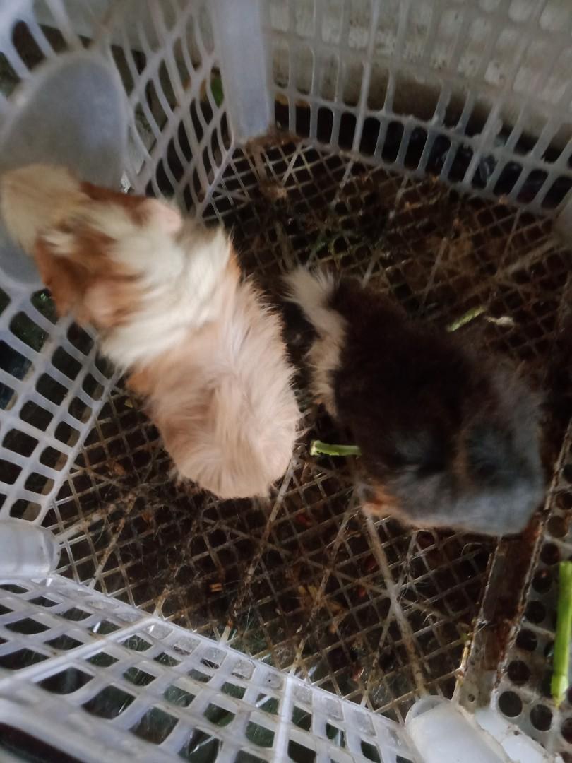 Peruvian Guinea Pig For Sale 350 Each Male Female Pets Supplies Pet Accessories On Carousell