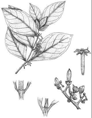 Scientific illustrations for thesis/ journal article