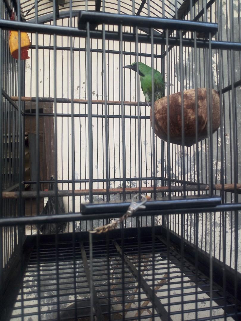 Burung Ijo Big Size Pet Supplies Accessories On Carousell