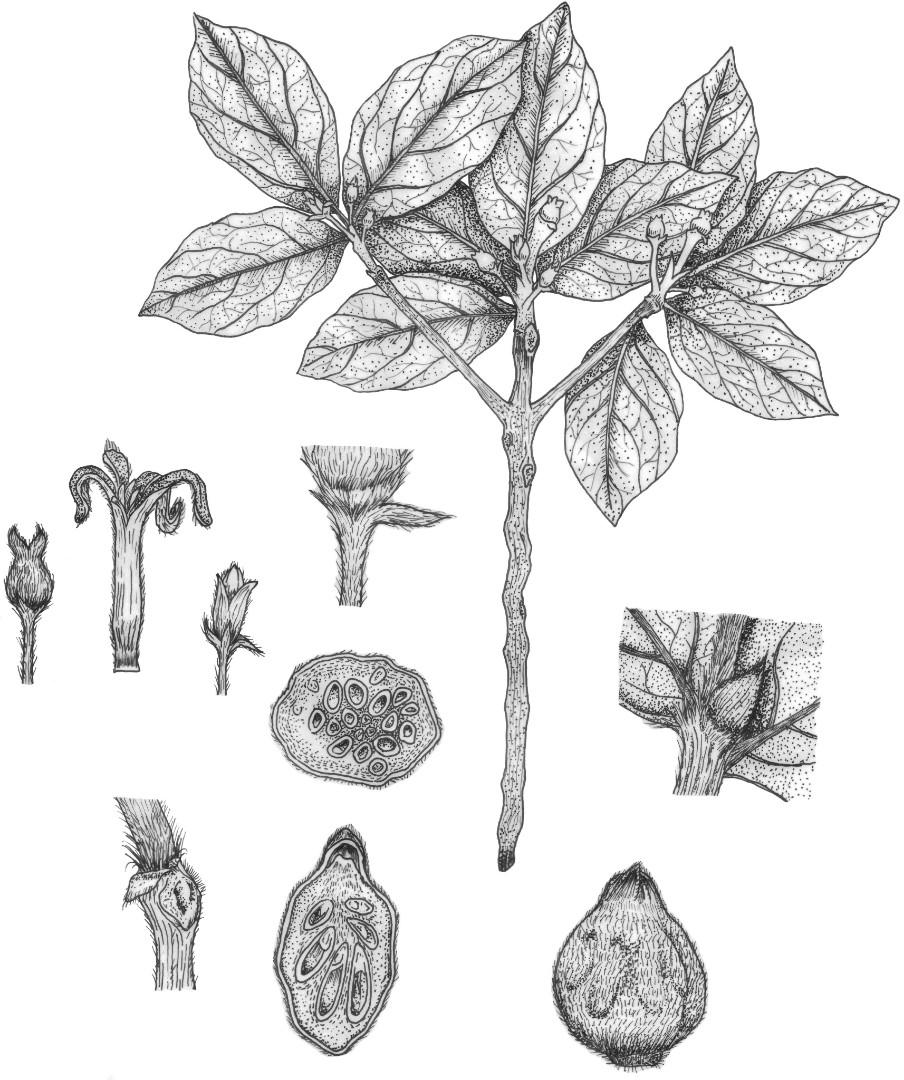 Scientific illustrations for thesis/ journal article (Category: Textbooks) located in Mandaue City. Submitted by dr.kiwi (Listing ID 261665702, Image 2). Description: I'm a BS Bio major and currently in med school. I do scientific illustrations for thesis/ journal articles. Soft/ hard copy drawings Dm me for inquiries..