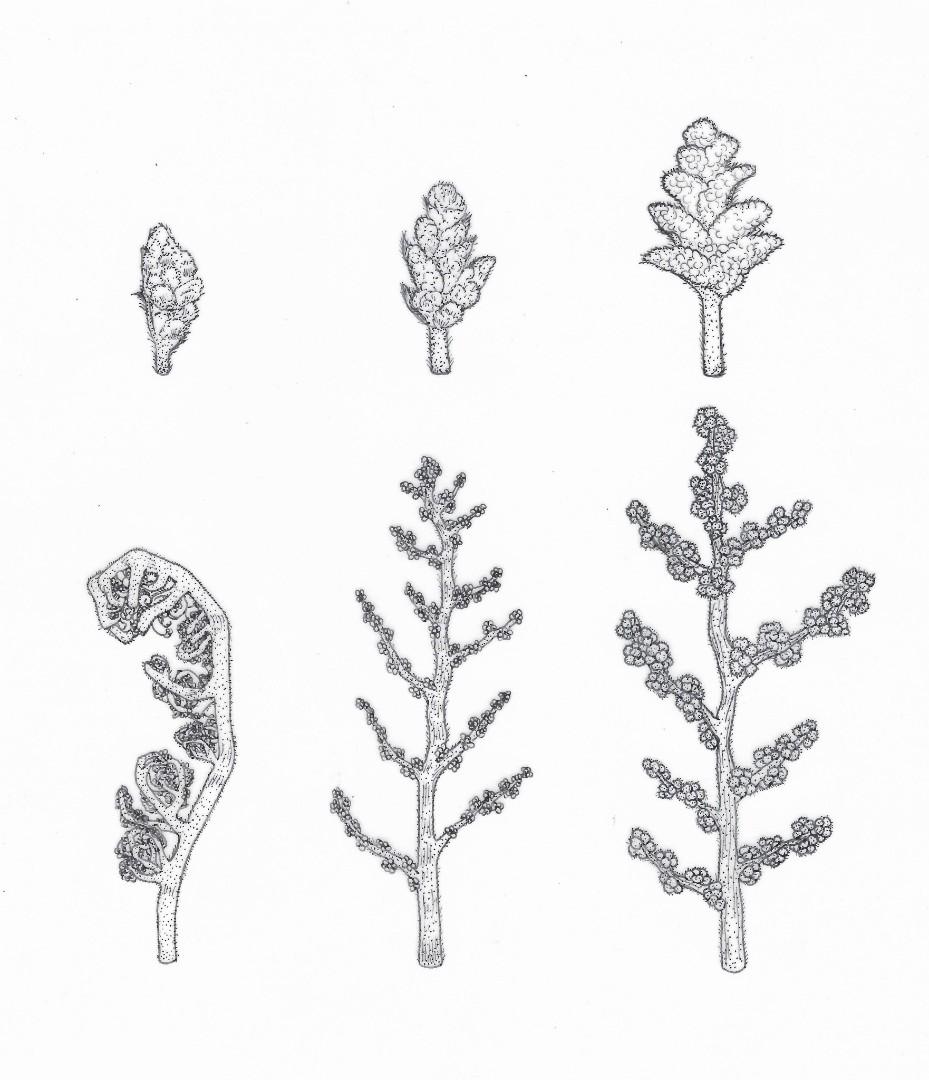 Scientific illustrations for thesis/ journal article (Category: Textbooks) located in Mandaue City. Submitted by dr.kiwi (Listing ID 261665702, Image 3). Description: I'm a BS Bio major and currently in med school. I do scientific illustrations for thesis/ journal articles. Soft/ hard copy drawings Dm me for inquiries..