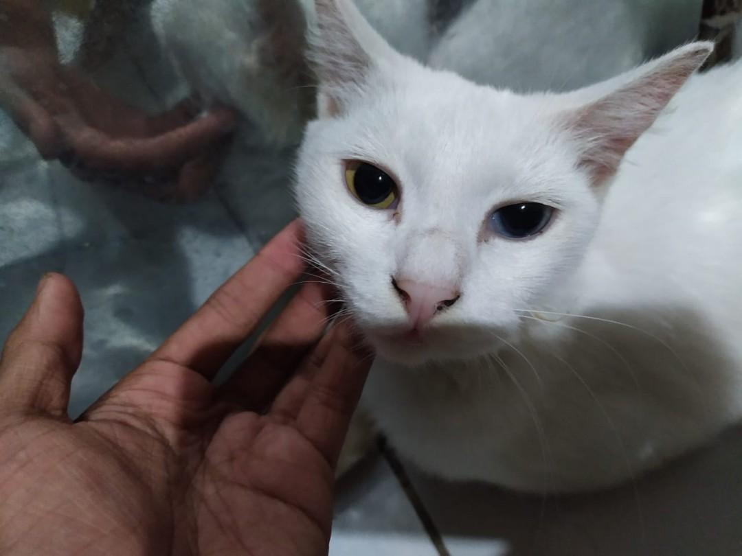 Kucing Mix Dome Odd Eye Matanya Beda Perlengkapan Hewan Aksesoris Hewan Di Carousell