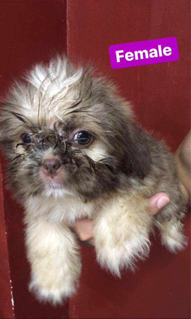 Shih tzu hotsell for sale 2k