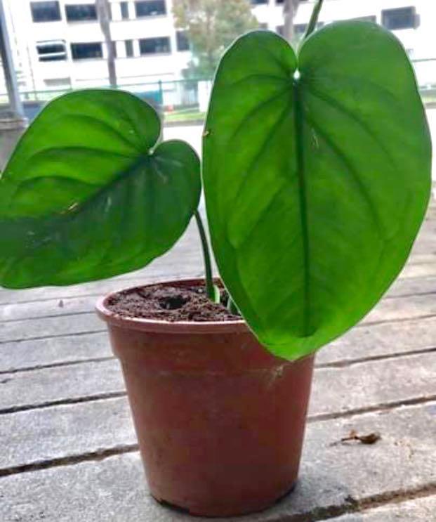 syngonium-chiapense-rare-gardening-plants-on-carousell