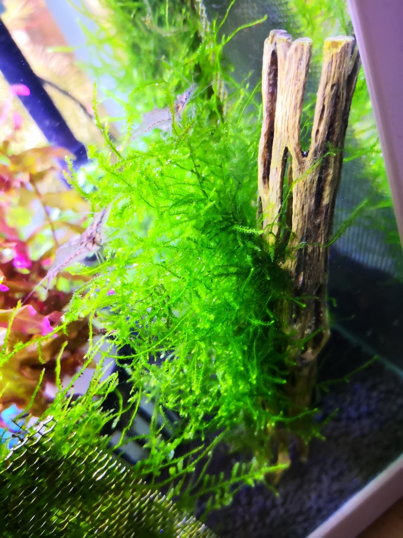 Java moss on cholla wood, Furniture & Home Living, Gardening, Plants