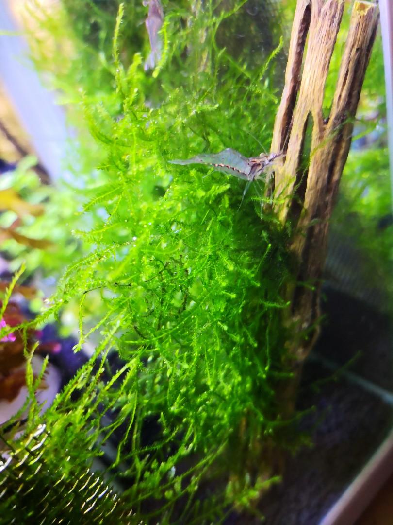 Java moss on cholla wood, Furniture & Home Living, Gardening, Plants