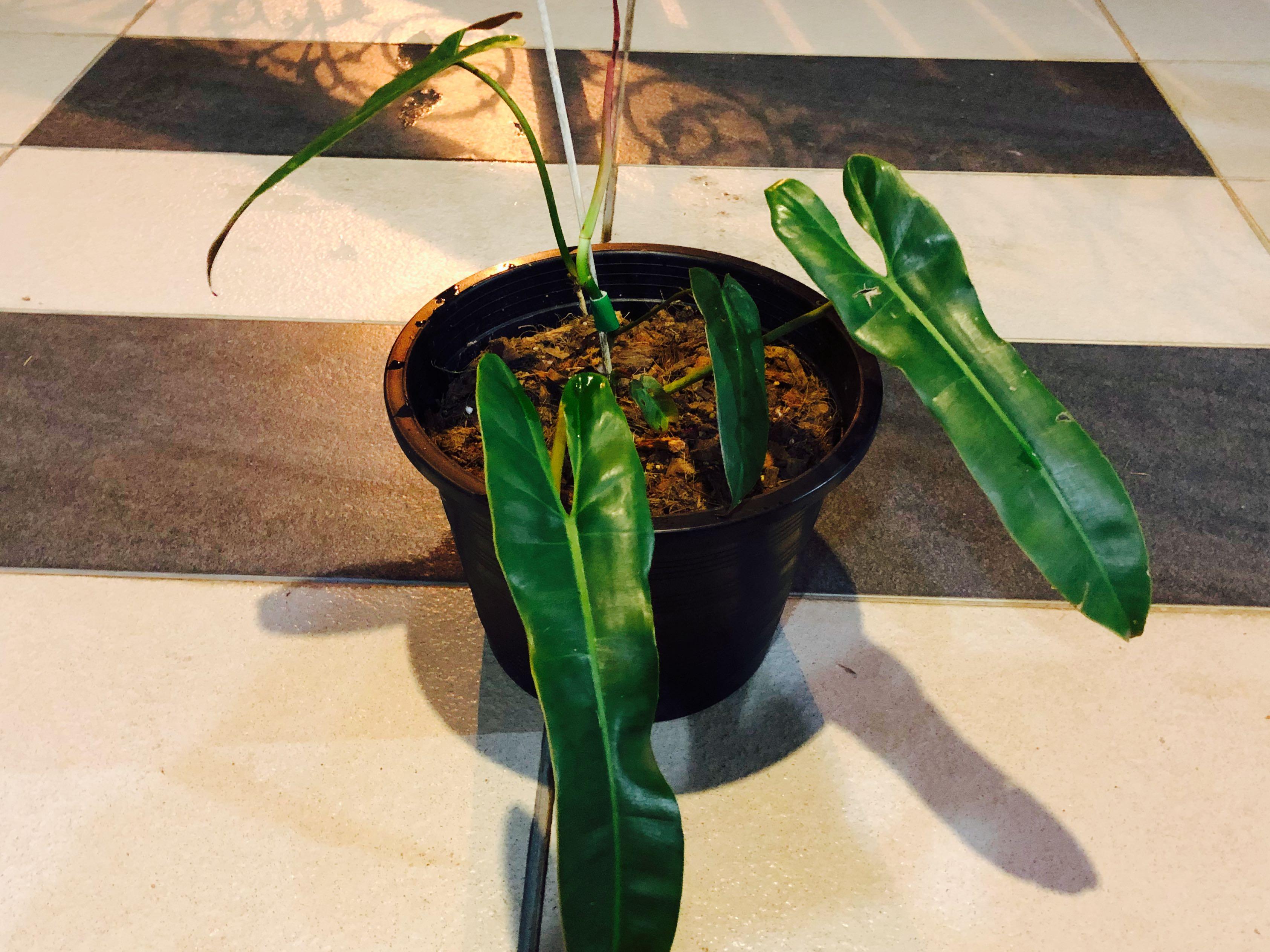 Philodendron Spiritus Sancti Home Furniture Gardening On Carousell