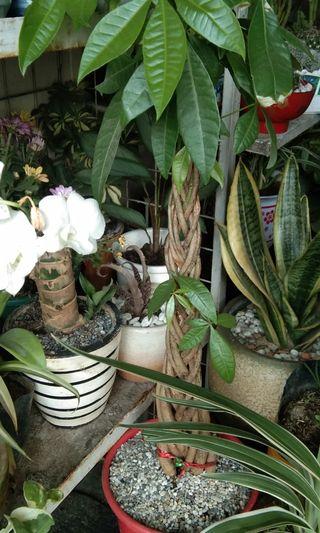 Melayz plants and pots