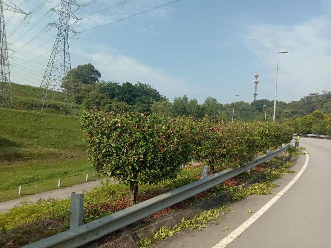 Tukang Potong Pokok Dan Bunga Bunga Area Cyberjaya Kajang Bangi