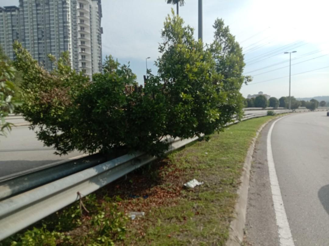 Tukang Potong Pokok Dan Bunga Bunga Area Cyberjaya Kajang Bangi