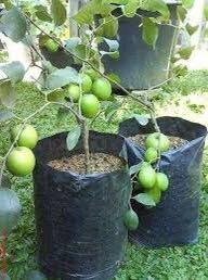 So Sc89 Anak Pokok Bidara Hybrid Kacuk Kahwin Home Furniture Gardening On Carousell