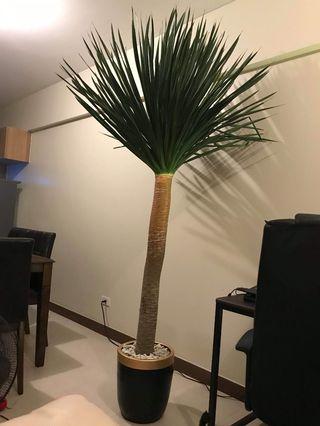 Yucca Plant View All Yucca Plant Ads In Carousell Philippines