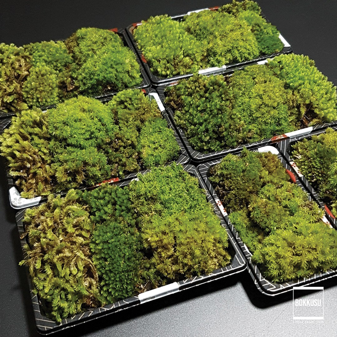 [Imported] RARE Moss Varieties for Terrarium / Vivarium / Paludarium