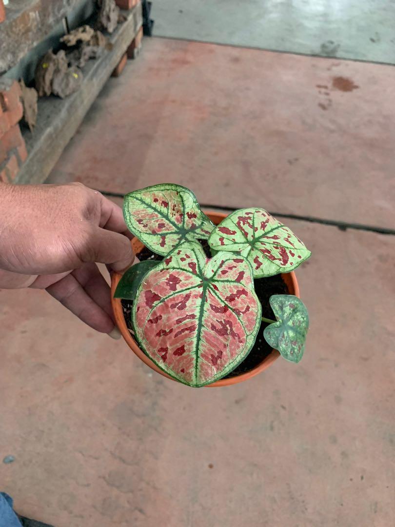 Rare Caladium Bicolor Cultivar Red Green Plant Home Furniture Gardening On Carousell