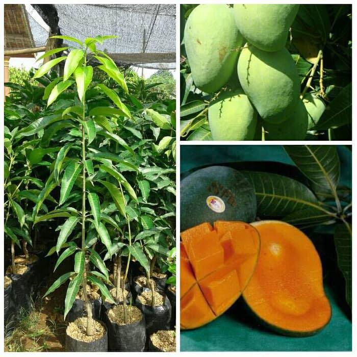 Sc88 Anak Pokok Mangga Pelam Harum Manis Looking For On Carousell