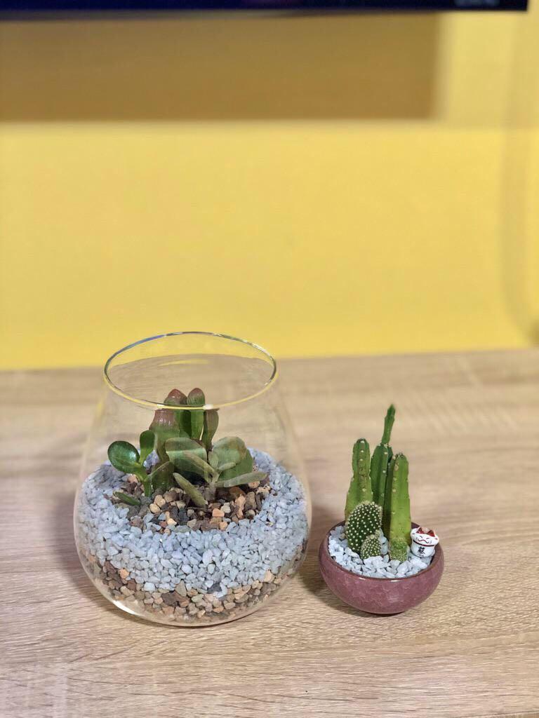 Perlite For Plants Homemade Cactus Soil Mix: How To Make A Quality ...