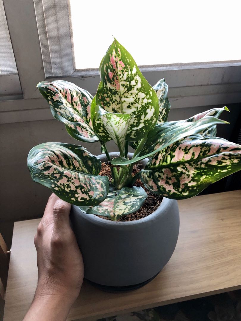 Agloanema splash - chinese evergreen, Furniture & Home Living ...