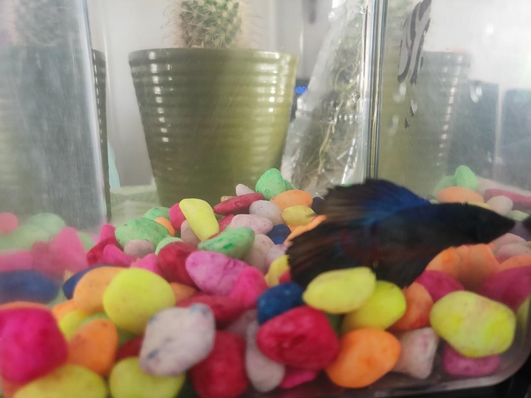 self cleaning betta tank ez care