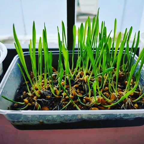 Rumput kucing siap tanam, Pet Supplies, Pet Food on Carousell