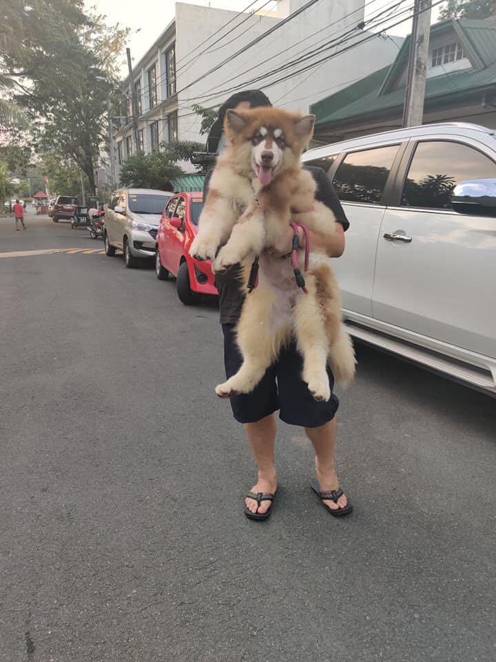 Alaskan Malamute 4 months old Lifestyle Services Pet Care