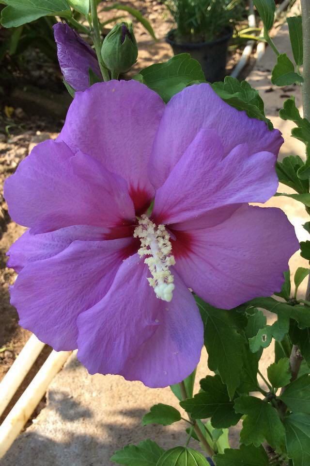 Pokok Bunga Raya Purple Rose Of Sharon Home Furniture Gardening On Carousell