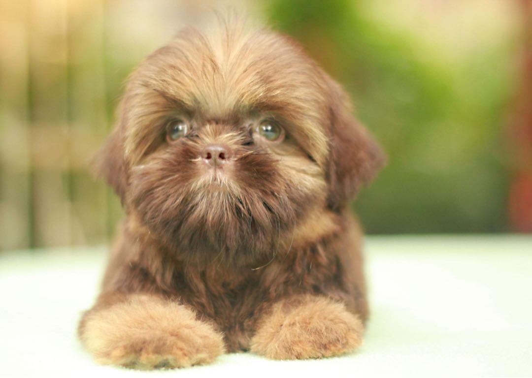 Dobie shih hot sale tzu