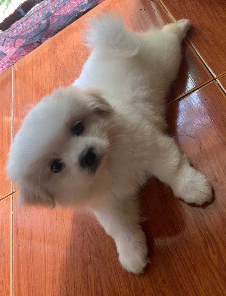 Prapso for cheap sale