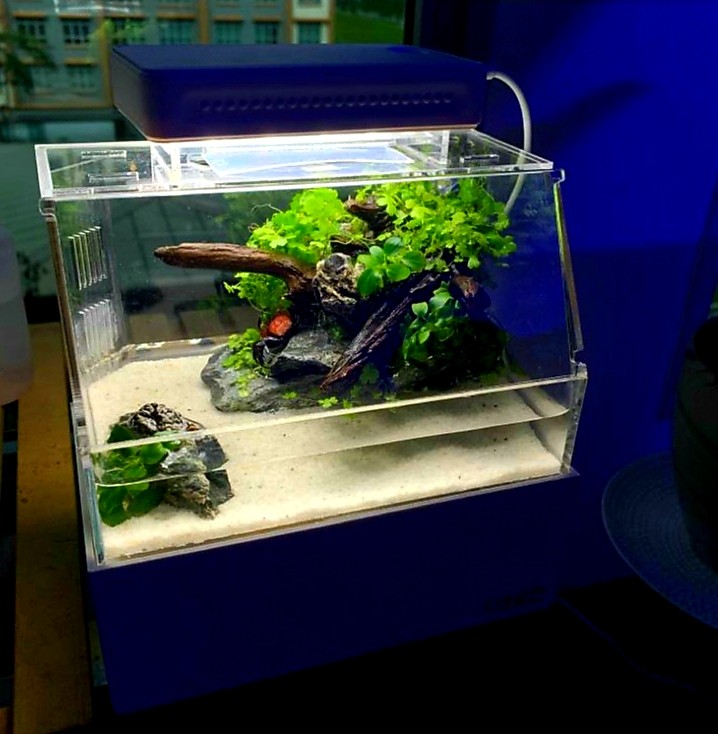 mini complete paludarium tank