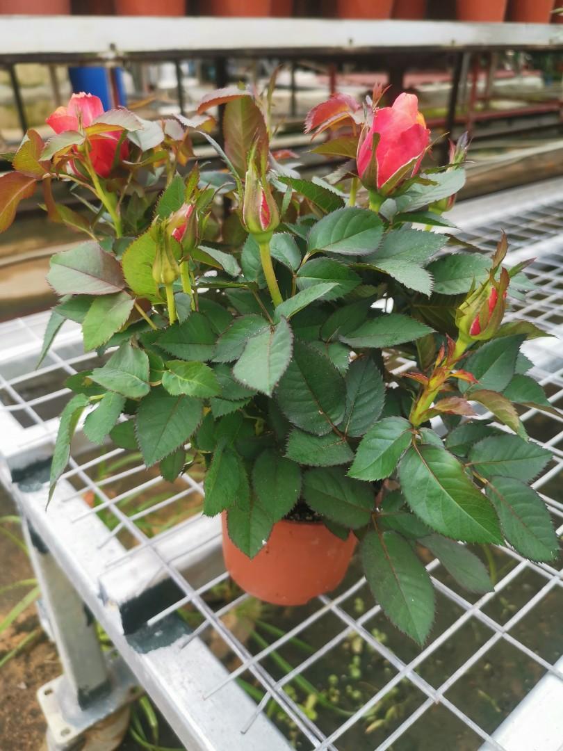 Patio Roses Red Gardening Plants On Carousell
