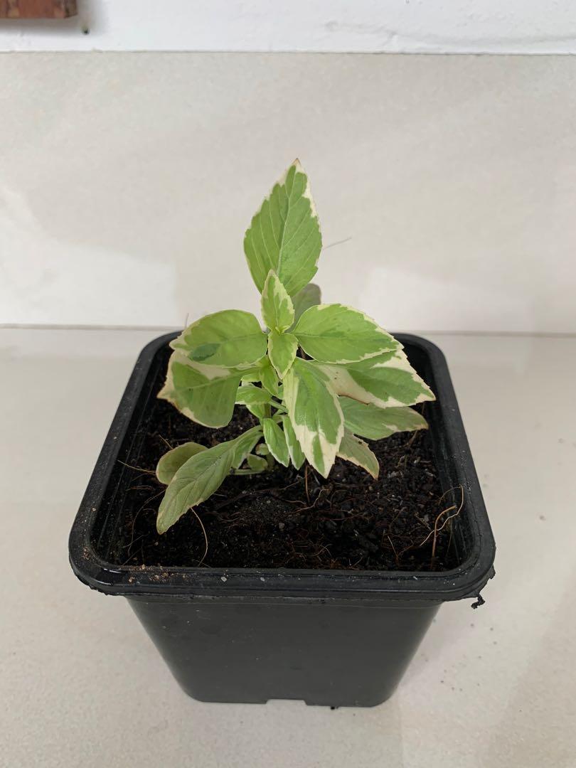 Pesto perpetuo/ variegated basil, Furniture & Home Living, Gardening ...