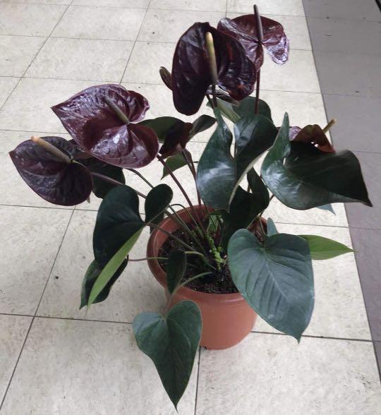 Black Queen' Anthurium, Furniture & Home Living, Gardening, Plants & Seeds  on Carousell