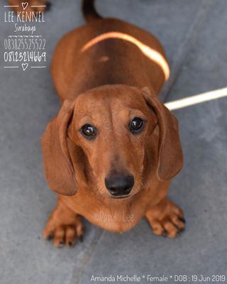 Kamfa V8 4 5cm On Carousell