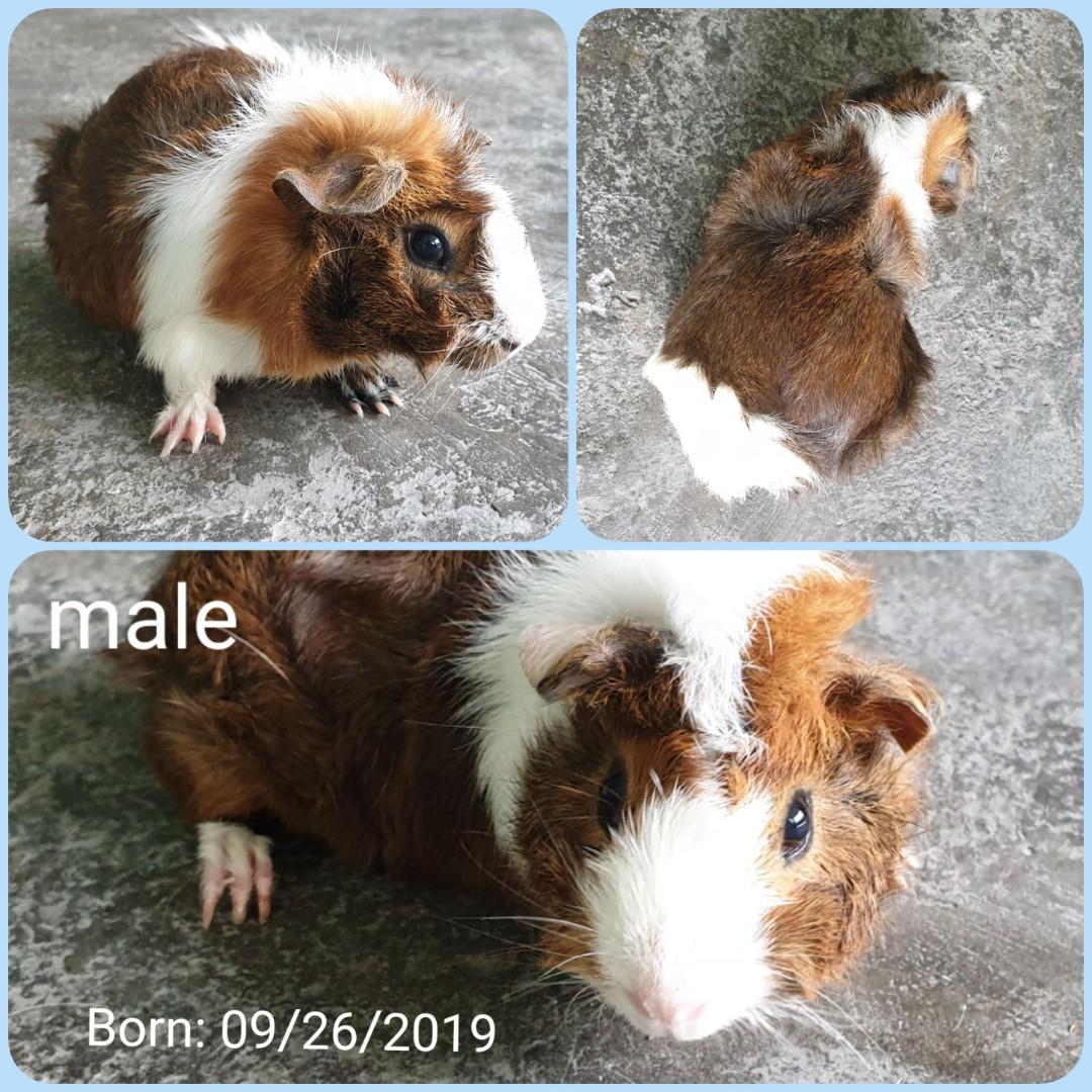 2 month cheap old guinea pig